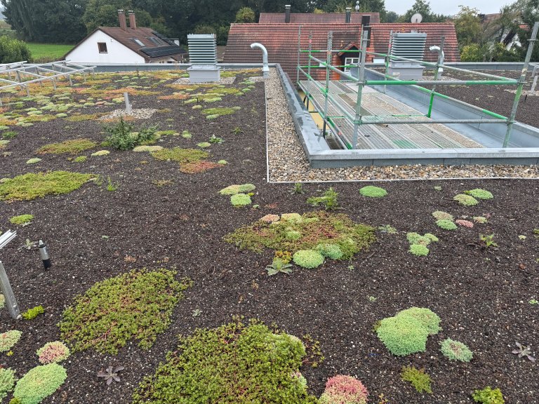 Das Gründach auf der Schule gedeiht